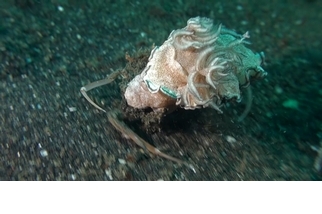 人面蟹綁架海蛞蝓當盾牌