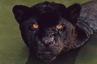 究竟什麼叫「黑豹」？