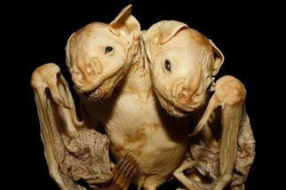 在巴西發現蝙蝠連體嬰