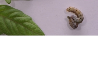 植物大戰毛蟲：讓蟲蟲互相啃食的祕招
