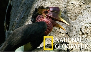 跟著國家地理攝影師尋找稀有的盔犀鳥