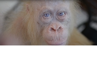 超罕見的白子紅毛猩猩於印尼獲救