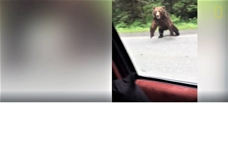 怵目驚心的影片：一隻棕熊撲向一部汽車