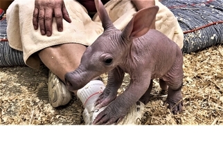 「溫索」是一隻醜得可愛的土豚寶寶！