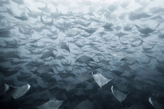 海中奇觀：鱝魚的五十道陰影