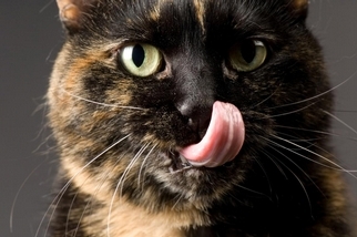 搞清楚貓舌頭的原理——還能啟發人類科技