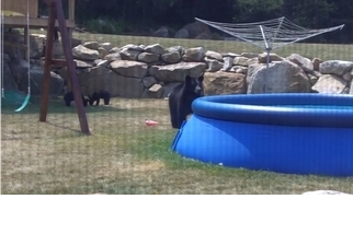 泳池裡有熊