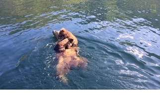 可愛直擊：熊媽媽渡輪開船囉！