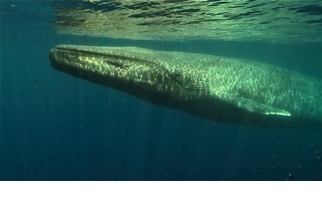 101動物教室：藍鯨大揭密！