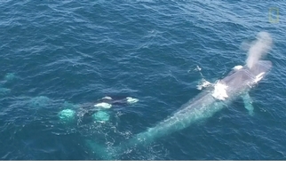 加州虎鯨群騷擾藍鯨！