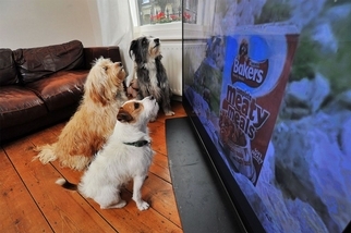 狗為什麼會看電視——而且還對它有反應？