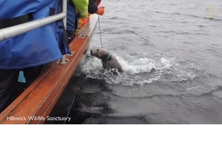 救命啊！看救援人員拯救被魚線纏住的海豹