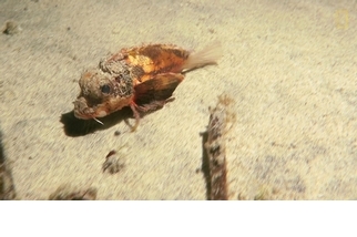 在峇里島海底「散步」的魚