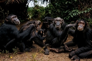 團聚時光：岡貝黑猩猩
