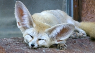 大耳狐，你的耳朵為什麼那麼大？