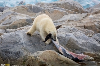 北極熊也吃生魚片