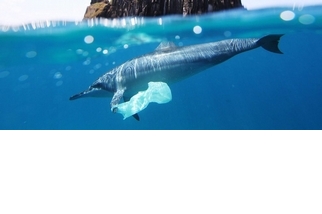 遭塑化劑危害健康的不只人類，連海豚都被拖下水