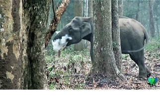 我眼花了嗎？這頭大象為什麼在樹林中吞雲吐霧？！