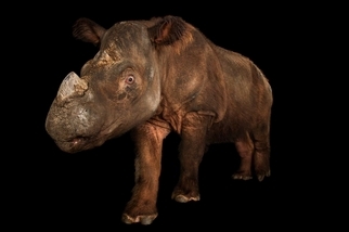 一隻世上僅存無幾的蘇門答臘犀在辛辛那提動物園辭世