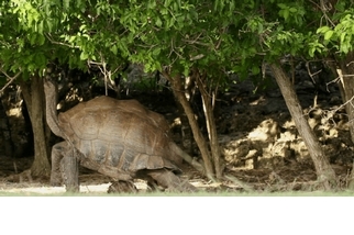 塞席爾巨型陸龜好怕熱！