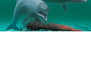不靠牙齒也沒差，這種海豚用嘴巴吸東西