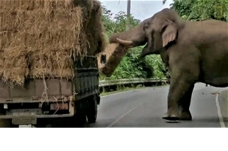 「停車！這是搶劫！」泰國大象攔車搶牧草
