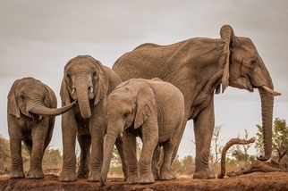 非洲巨人：波札那象群