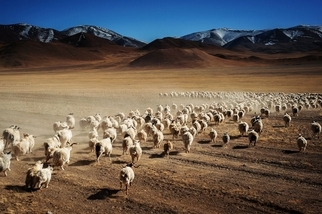 中國：邂逅羊群