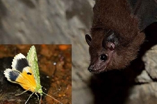 蝙蝠與蛾的聲音演化競賽