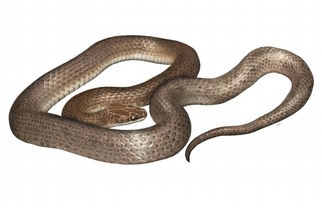 科學家在一條蛇的肚子裡面……發現了另一條全新蛇種
