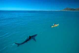 為什麼這張「終極鯊魚照片」會爆紅？