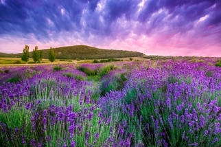 南法普羅旺斯的紫色情迷