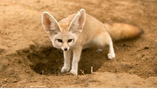 【動物好朋友】大耳狐(Fennec fox)
