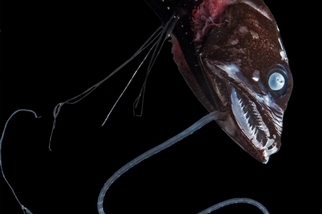 深海魚怎麼可以那麼「暗黑系」？