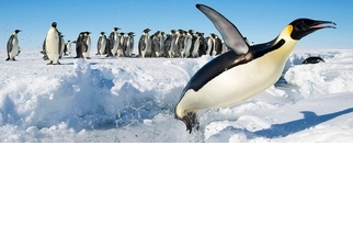 在2000萬年前，企鵝長得比你還高！