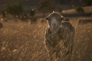 迎向陽光：澳洲受虐羊