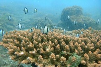 Reef Check在澎湖東西嶼坪