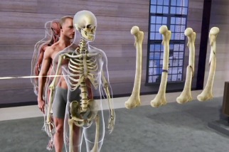 立體骨骼