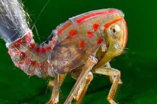 怪蟲也有亮麗秀髮，但為何是長在屁股上呢？
