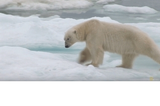獨家直擊：北極熊獵食幼熊