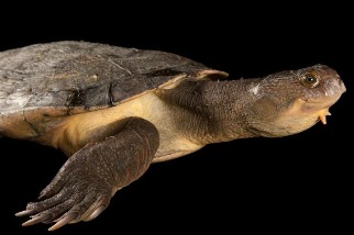 頭頂龐克髮型的烏龜，面臨什麼樣的保育危機？