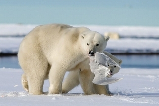 成果豐碩：獵食的北極熊