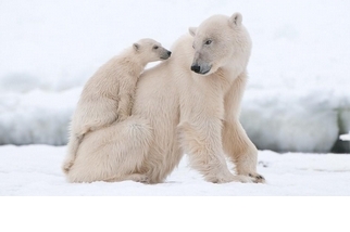 【動物好朋友】北極熊(Polar bear)