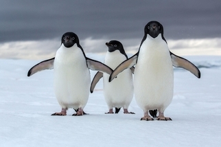 磷蝦捕撈業終於低頭，南極企鵝不用怕挨餓了