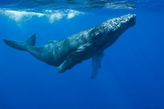 鯨魚如何被人類搞得壓力很大？答案藏在牠們的耳垢裡