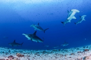 全球鯊魚種最豐富之地：加拉巴哥群島