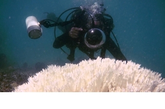 大堡礁九成以上出現礁體白化現象