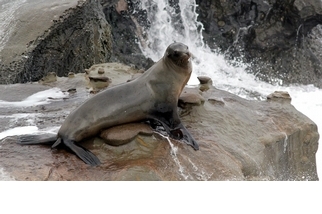 【動物好朋友】加洲海獅(California sea lion)