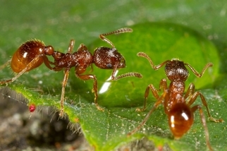 為了活命，螞蟻丟掉死亡的同伴