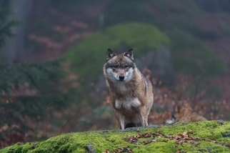 有匹狼從核輻射禁區跑了出來，牠會傳播突變嗎？